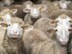 Qurban ətinin əvəzinə ehtiyacı olan şəxsə pul vermək olar? - AÇIQLAMA