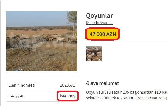 Azərbaycanda qəribə elan qoyun sürüsü satışa çıxarıldı - 47000 AZN