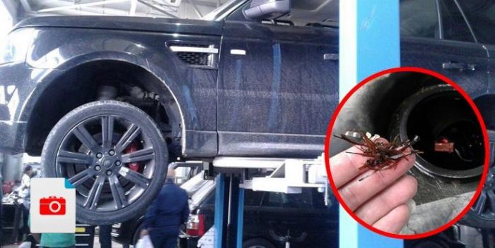 Bakıda otla işləyən “Range Rover” tapıldı Benzin əvəzinə ot "yeyir"