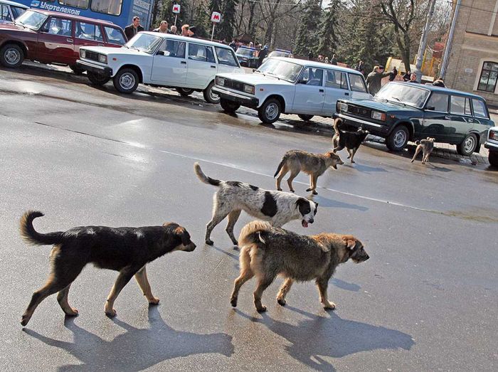 Son 2 gündə 8 nəfəri it dişləyib Bakıda