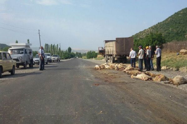 Yük maşını qoyun sürüsünü vurdu