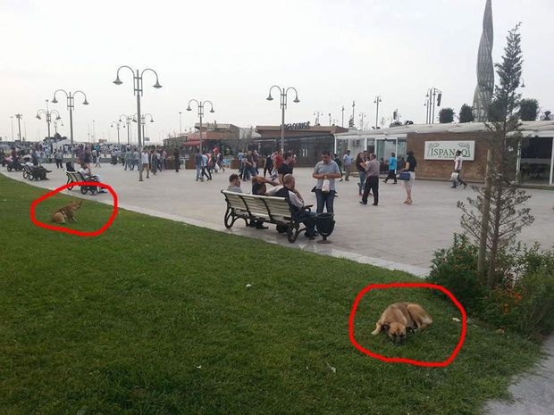 Bakının mərkəzi parklarında gəzən təhlükə FOTO