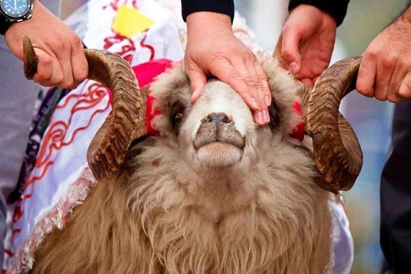 Qurban bayramı ilə əlaqədar baytarlıq nəzarəti gücləndirildi