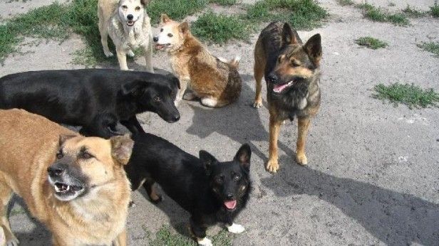 Bakida 7 yaşli uşağa 5 it hücum etdi