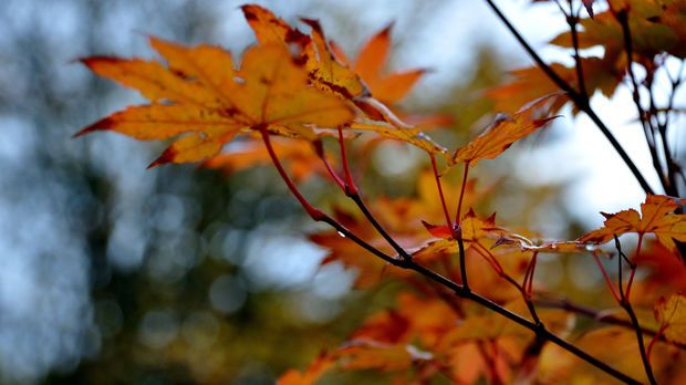 Azərbaycanda hava şəraiti dəyişəcək