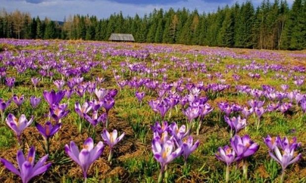 Azərbaycanda zəfərançılıq niyə inkişaf etdirilmir?