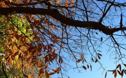 Sabaha olan hava PROQNOZU