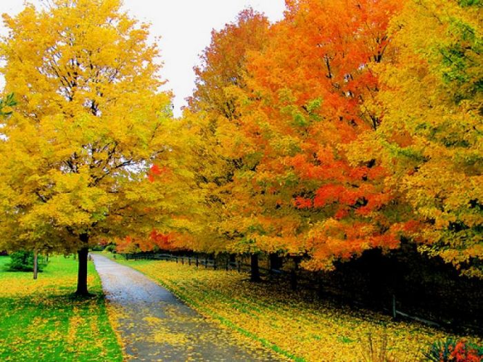 Bazar gününə olan hava proqnozu
