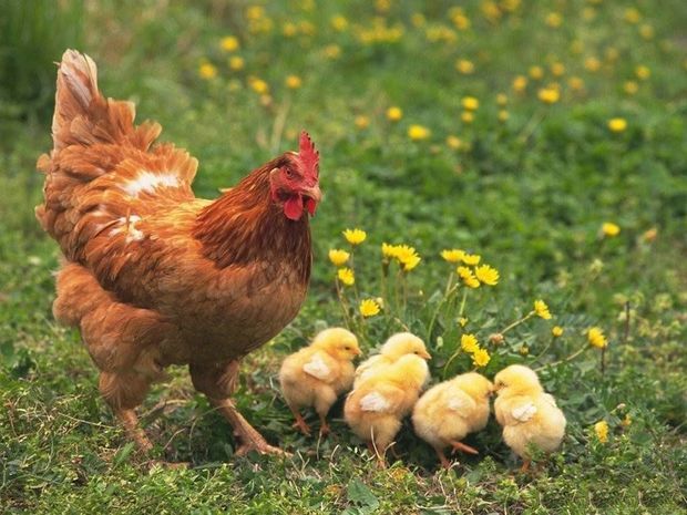 Abşeronda qəribə hadisə Toyuğun içindən toyuq çıxdı