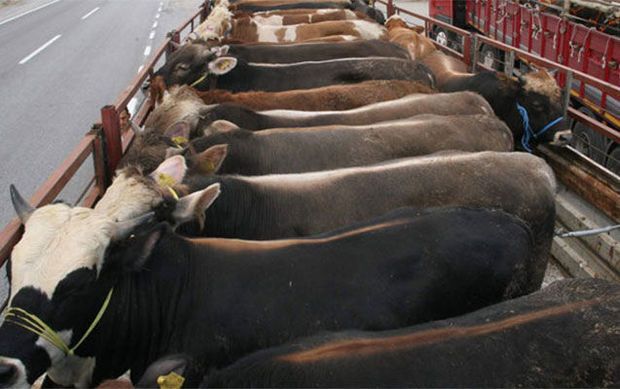 Ətlik heyvanların gömrük rüsumu qalxıb?