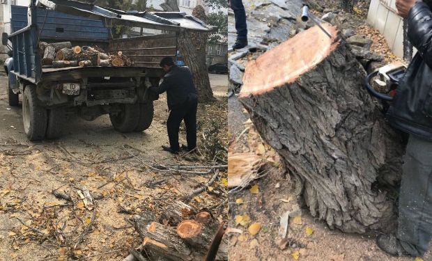 İki ağacı kökündən kəsdi, üç min manat cərimələndi