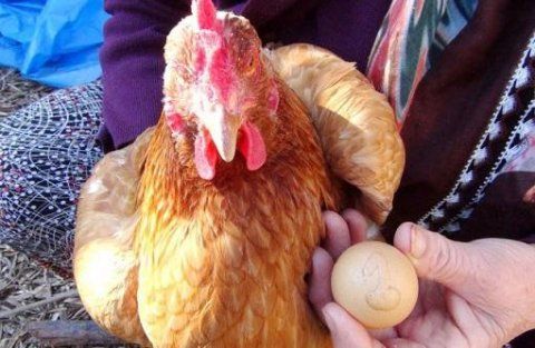 Toyuq "qızıl" yumurtladı - 500 manat satılır