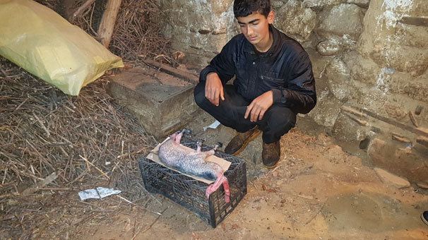 Şok! Başsız dünyaya gəldi, 15 dəqiqə sonra öldü - FOTOLAR