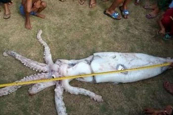 Balıqçılar ŞOKDA - Dənizdən 2,5 metr uzunluğunda canlı tapıldı - VİDEO