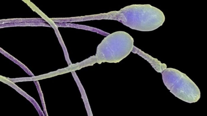 Ata olmaq istəyənlər OXUSUN - Sperm miqdarını artıran QİDALAR - VİDEO