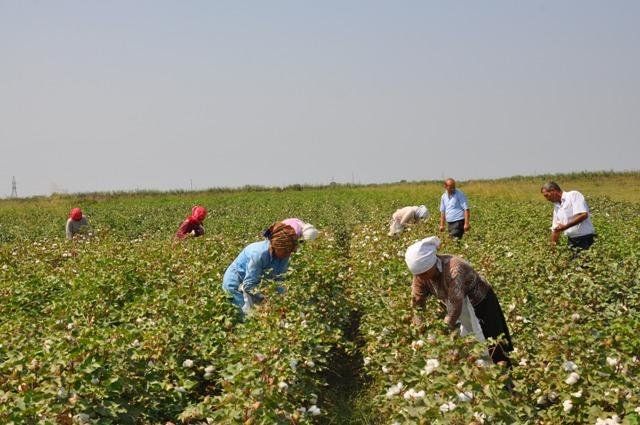 Zəhərlənən pambıqçılarla bağlı SON XƏBƏR