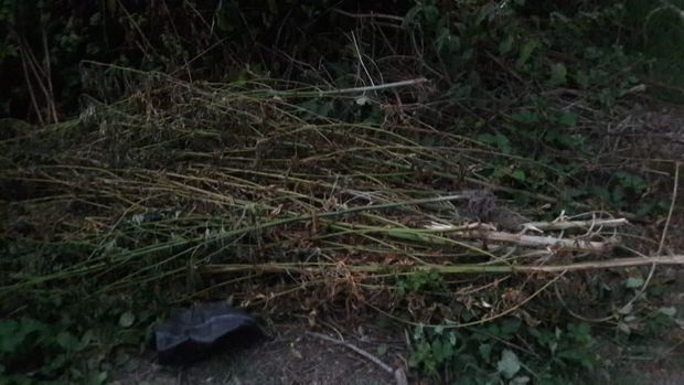 Meşədə narkotik əkən şəxs tutulub FOTO