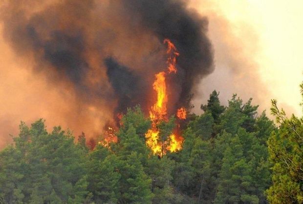 SON DƏQİQƏ! İki rayonumuzun sərhədində meşə yanır YENİLƏNİB