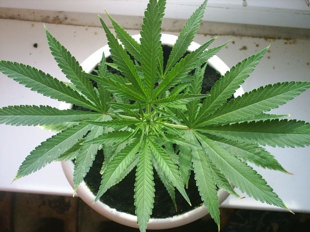 Şəki sakini dibçəkdə narkotik əkdi FOTO