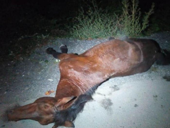 Qaxda yola çıxan at qəzaya səbəb olub