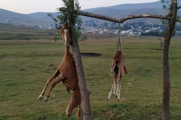 Azərbaycanda görünməmiş vəhşilik At və balasını öldürüb, dirəkdən asdılar