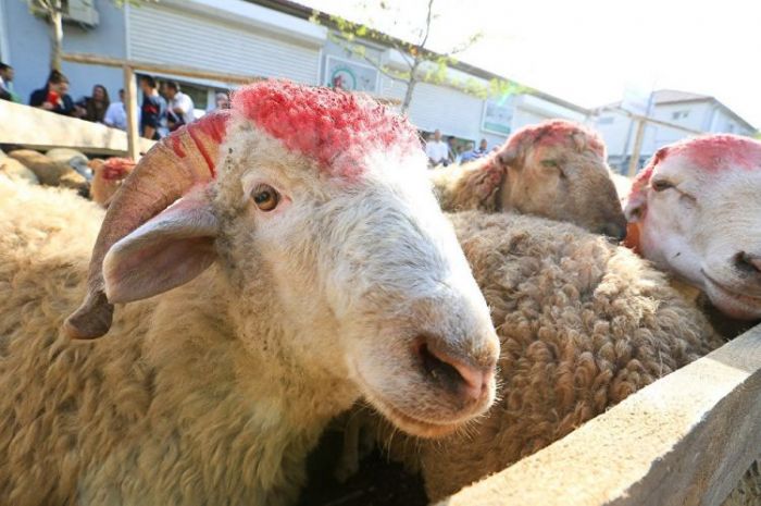 Qurban kəsən azərbaycanlı Rusiyada gündəm oldu Polis cinayət işi açdı