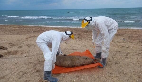 Pirşağı çimərliyində suiti cəsədləri aşkarlandı