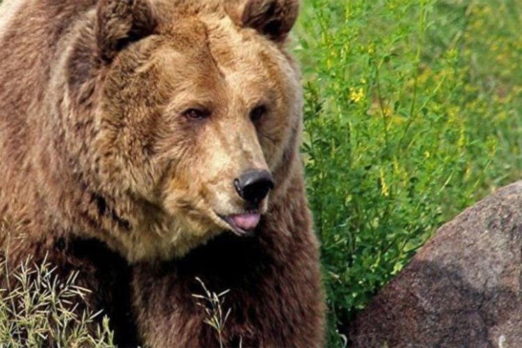 Azərbaycanda ayı insanlara hücum etdi  - xəsarət alan var